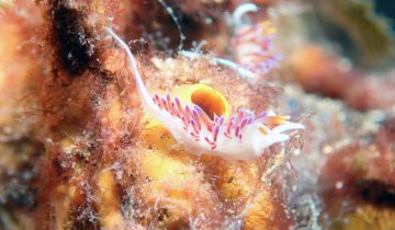 Cratena_peregrina