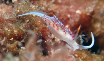 Cratena_peregrina