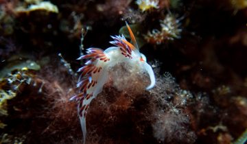 Cratena_peregrina