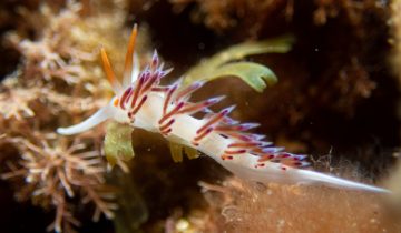 Cratena_peregrina