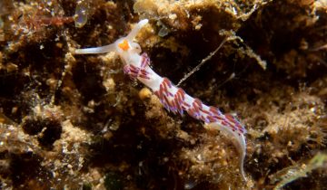 Cratena_peregrina