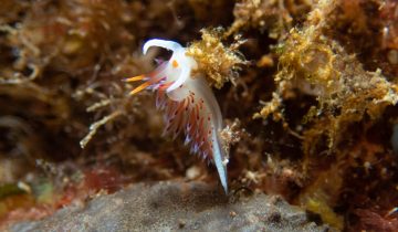 Cratena_peregrina