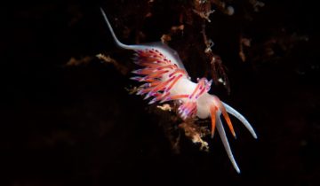 Cratena_peregrina