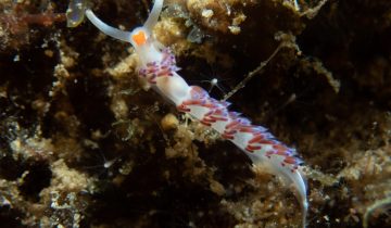 Cratena_peregrina