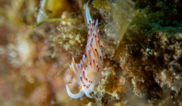 Cratena_peregrina