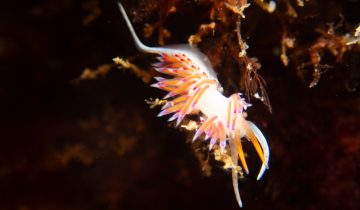Cratena_peregrina
