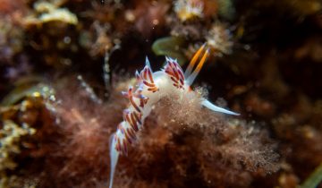 Cratena_peregrina