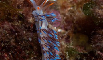 Cratena_peregrina