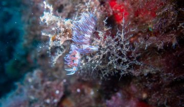 Cratena_peregrina