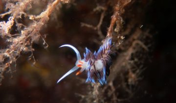 Cratena_peregrina