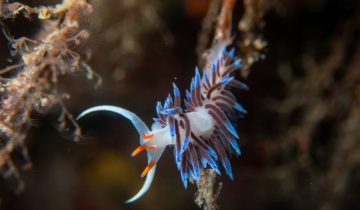 Cratena_peregrina