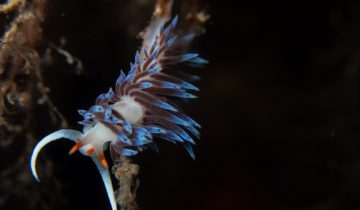 Cratena_peregrina