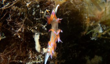 Cratena_peregrina