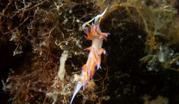 Cratena_peregrina