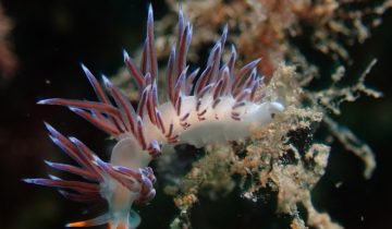 Cratena_peregrina