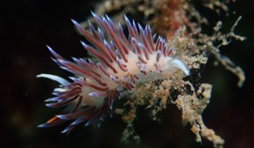 Cratena_peregrina