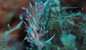 Cratena_peregrina