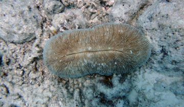 Ctenactis_echinata