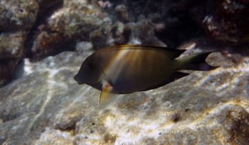 Ctenochaetus_striatus