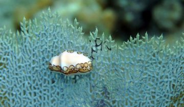 Cyphoma_gibbosum