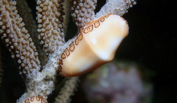 Cyphoma_gibbosum