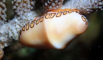 Cyphoma_gibbosum