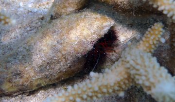 Dardanus_guttatus