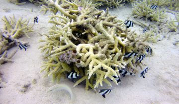Dascyllus_aruanus