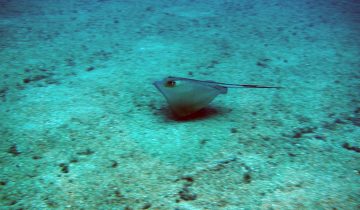 Dasyatis_pastinaca