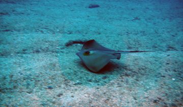 Dasyatis_pastinaca