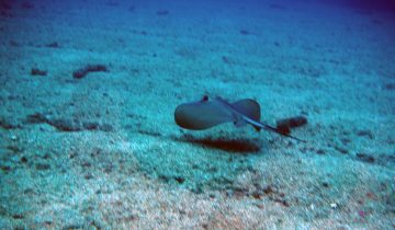 Dasyatis_pastinaca