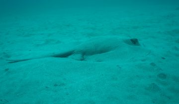 Dasyatis_pastinaca