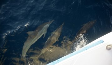 Delphinus_delphis