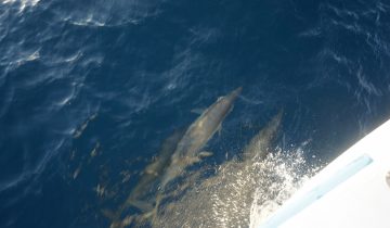 Delphinus_delphis
