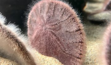 Dendraster_excentricus