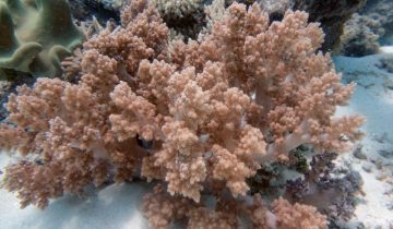 Dendronephthya_spp
