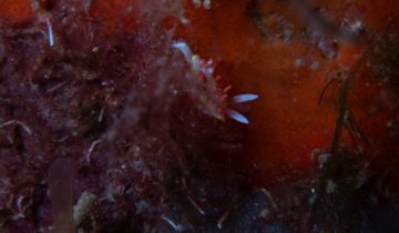 Diaphorodoris_papillata