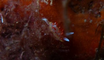 Diaphorodoris_papillata