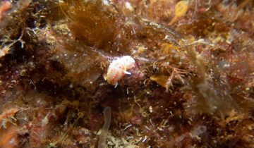 Diaphorodoris_papillata