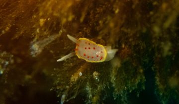 Diaphorodoris_papillata