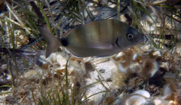 Diplodus_annularis