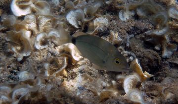Diplodus_annularis