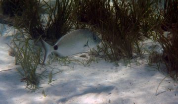 Diplodus_annularis