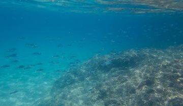 Diplodus_annularis