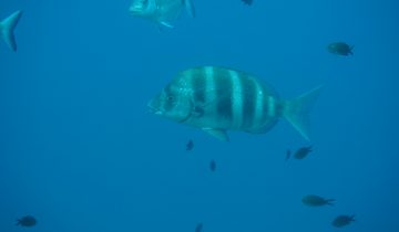 Diplodus_cervinus
