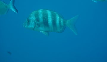 Diplodus_cervinus