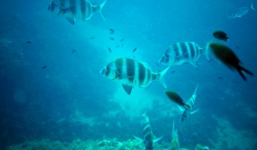 Diplodus_cervinus