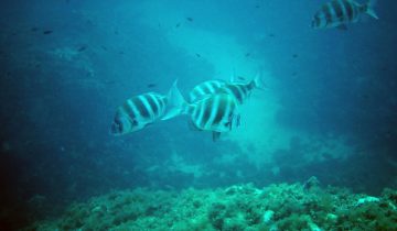 Diplodus_cervinus