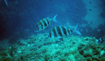Diplodus_cervinus