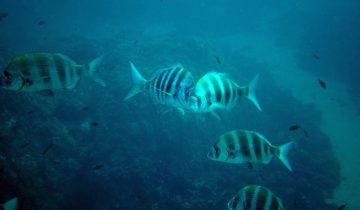 Diplodus_cervinus